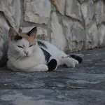 Cekada